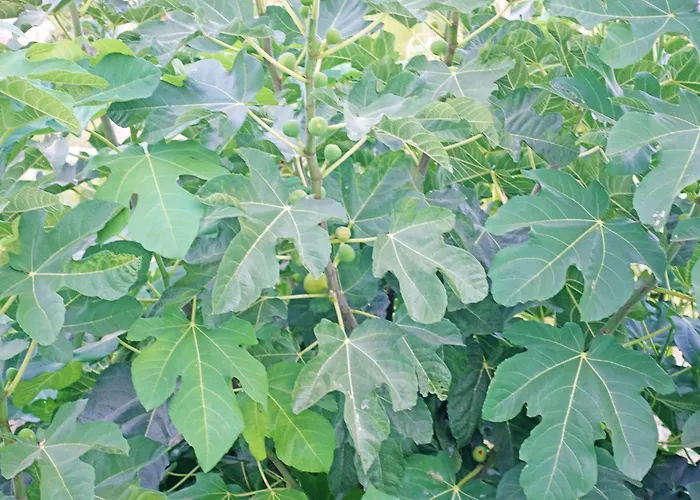 Palmas 15b, Oasis De Capistrano بيت للعطل